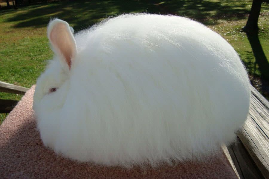 خرگوش آنگورا غول پیکر