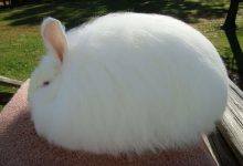 تصویر از خرگوش آنگورا