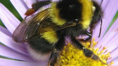 تصویر از نقش کلیدی زنبور عسل در بقای بشر