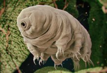 تصویر از خرس آبی tardigrades عجیبترین موجود کره زمین