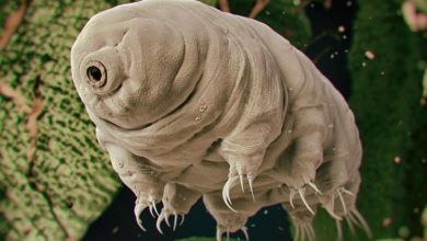 تصویر از خرس آبی tardigrades عجیبترین موجود کره زمین
