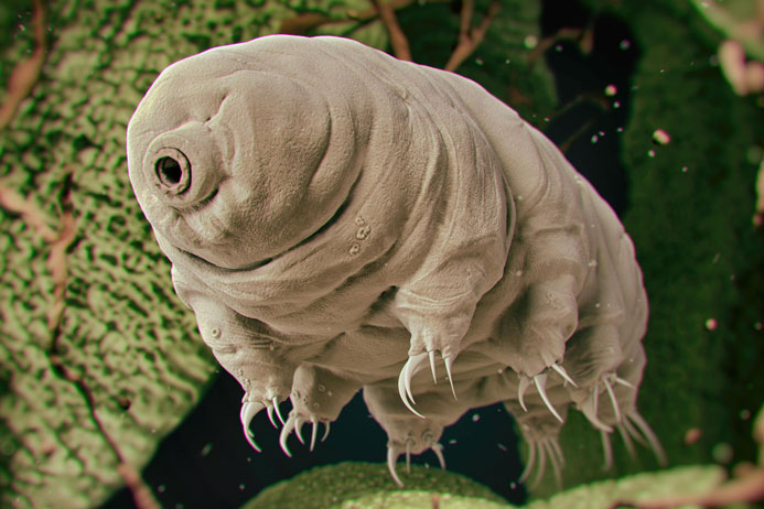 خرس آبی tardigrades عجیبترین موجود کره زمین
