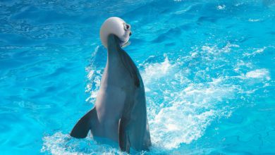 تصویر از دلفین ها در کمال ناباوری مخدر میزنند