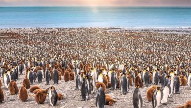 تصویر از شگفتی های پنگوئن ها
