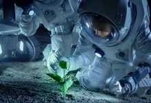 تصویر از پرورش گیاه در فضا : محصولات ممکن است در شرایط سخت و حتی فضا زنده بمانند