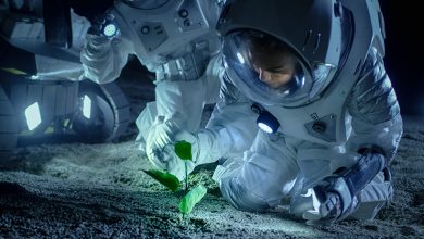تصویر از پرورش گیاه در فضا : محصولات ممکن است در شرایط سخت و حتی فضا زنده بمانند