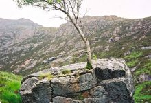 تصویر از رشد درخت از دل سنگ