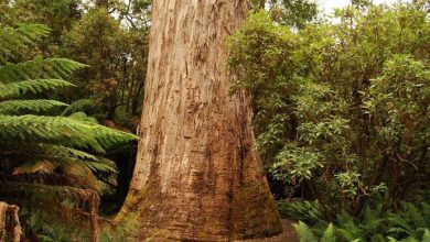 تصویر از 10 تا از بلندترین درختان جهان