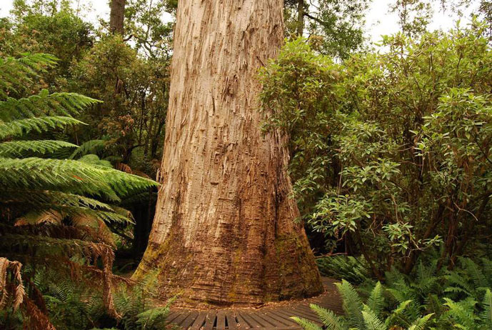 10 تا از بلندترین درختان جهان
