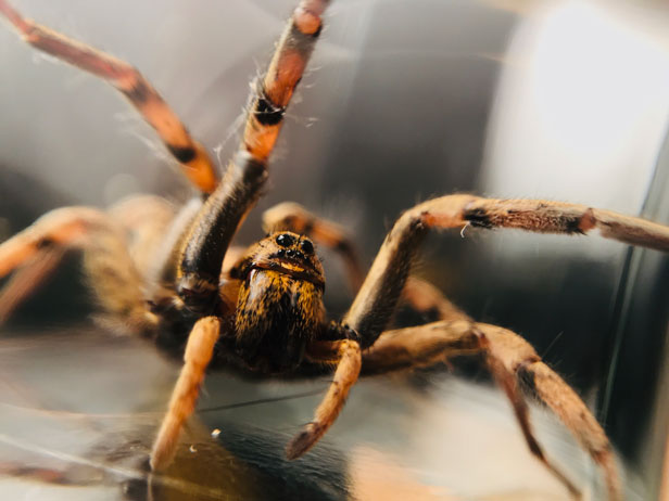 چگونه عنکبوت ها ابریشم خود را می سازند