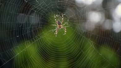 تصویر از چرا عنکبوت در شبکه خودش گیر نمی کند؟