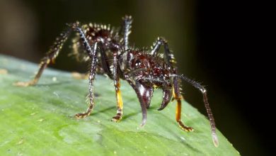 تصویر از مورچه گلوله ای : حشره ای با دردناک ترین نیش جهان