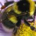 نقش کلیدی زنبور عسل در بقای بشر | زنبور | نقش زنبور عسل بر کشاورزی | نقش زنبور عسل در محیط زیست