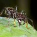 مورچه گلوله ای : حشره ای با دردناک ترین نیش جهان